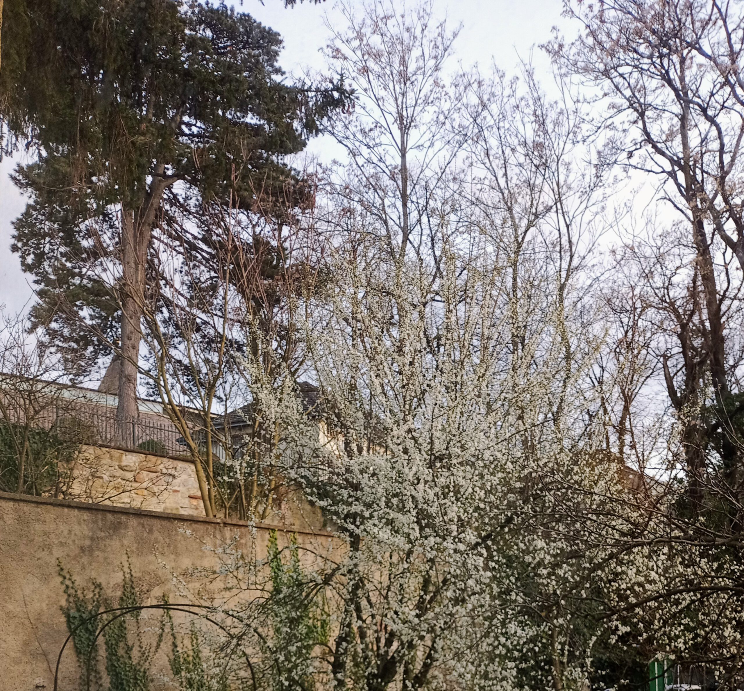 Frühling im Garten hinter dem Haus. Der Baum blüht weiß vor der Mauer-