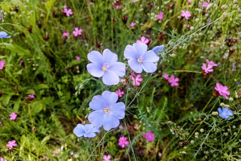 Monatsrückblick Juni – Blumen am Weg