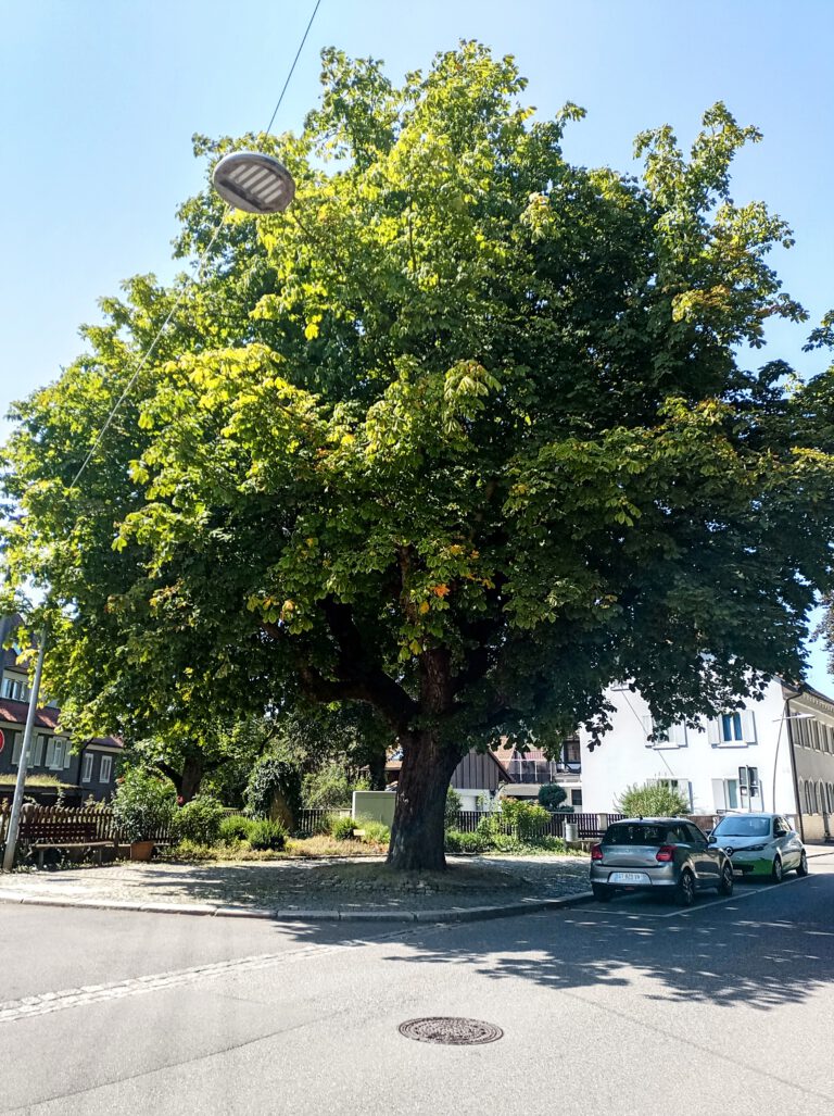 Monatsrückblick August ’24: Hitzeblogger