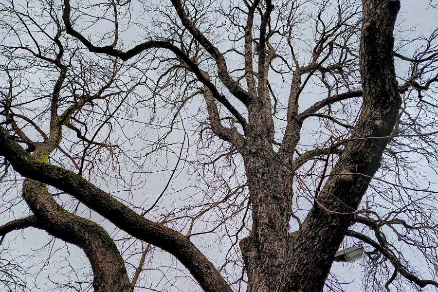 Kahle Baumkrone mit verschlungenen Ästen