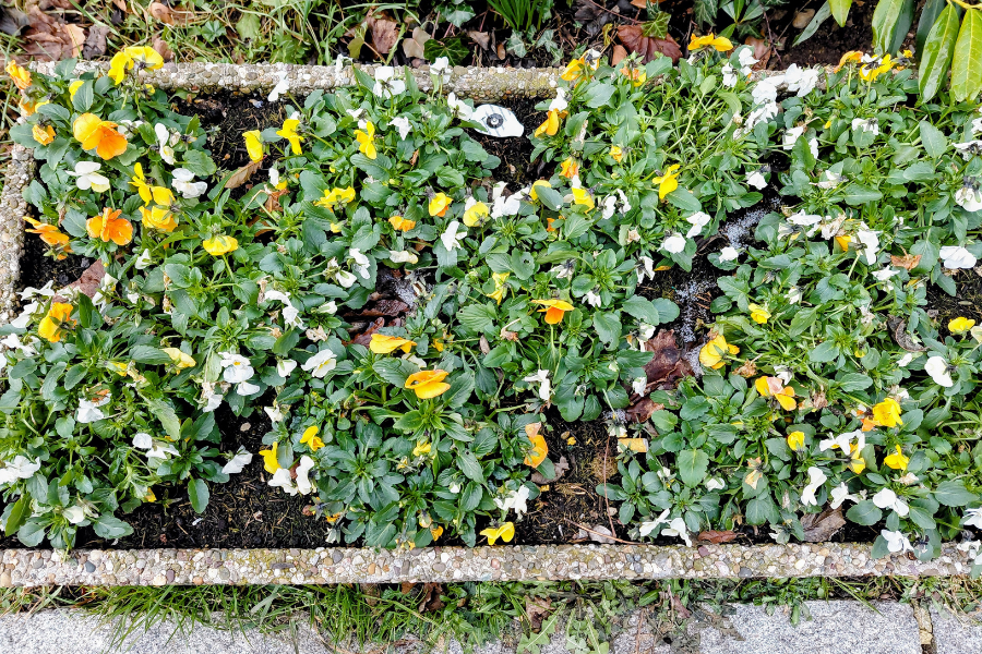 Pflanzkübel migelben und weißen Stiefmütterchen