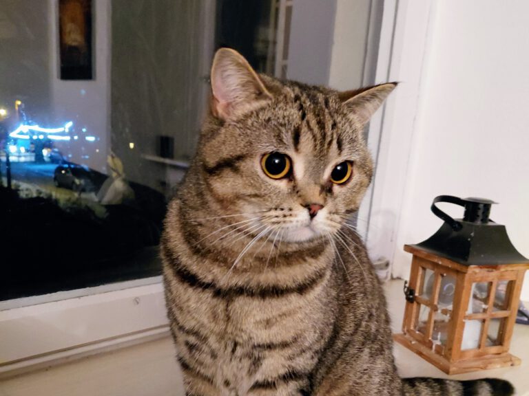 Kuchen, Katzen, Chaos – alles anders als gedacht