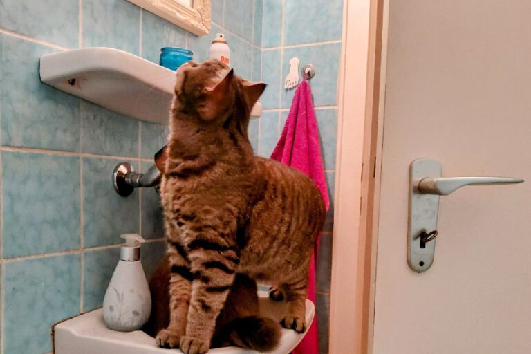 Unsere Katze sitzt im kleinen Badezimmer auf dem Waschbecken – Silvester war für sie so laut, dass sie hier Zuflucht gesucht hat.