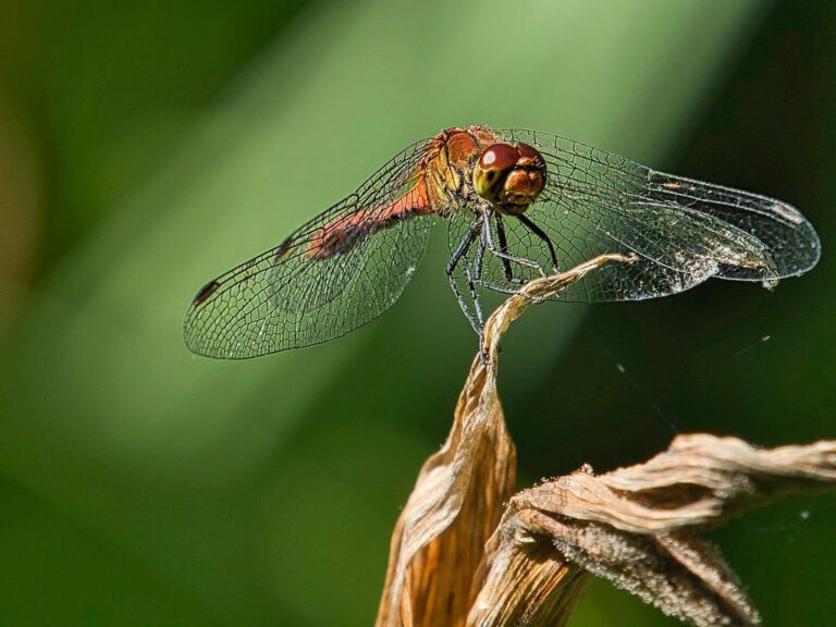 Ausgegossensein und neue Rahmen – Nervensystem regulieren