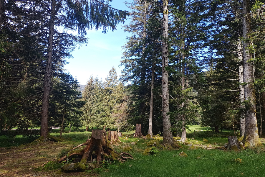 Waldlichtung – Inspiration für Harro Honigschmied aus der Welt von Eloan